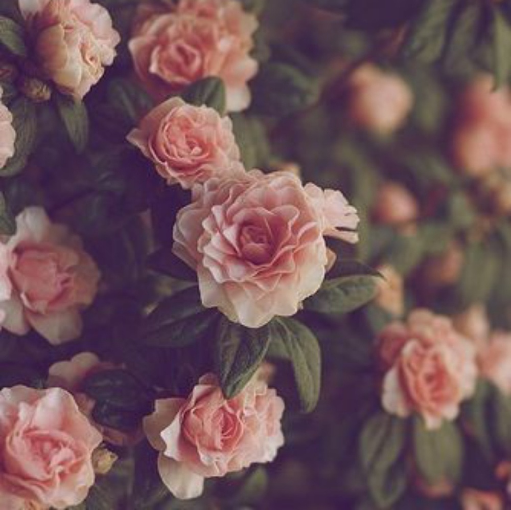 Meet your Posher, Cynthia